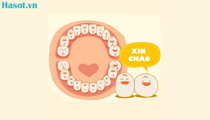 Trẻ thường mọc chiếc răng đầu tiên vào giai đoạn 4 - 7 tháng tuổi